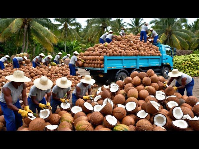 Amazing Coconut Wonders From Nature’s Bounty to Sustainable Treasures  | Processing and Harvesting