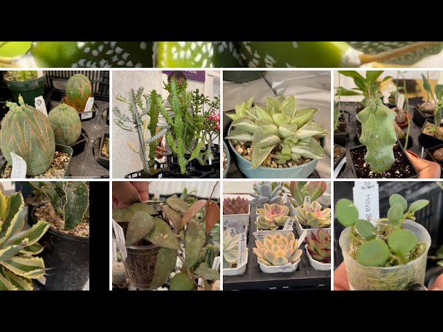 Plant shopping @ The Toronto Cactus & Succulent Club's Plants Sale (Cactus, Succulents & a few Hoya)