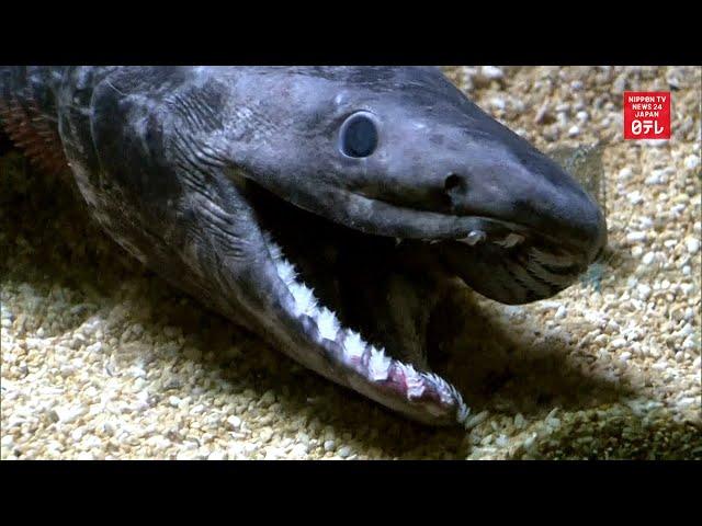 "Living fossil" frilled shark dies in captivity