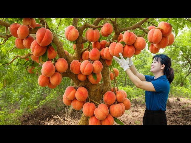 Amazing! Harvesting Rock Peach On The Mountain & Selling at Rural Market | Nature’s Sweetest Gift