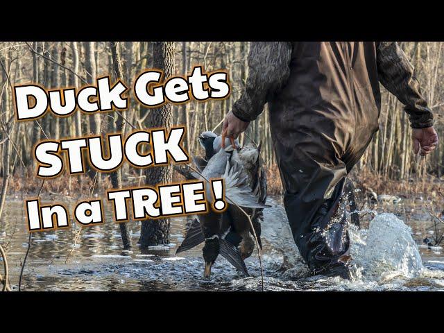 Arkansas Duck Hunting Guide | Flooded Timber