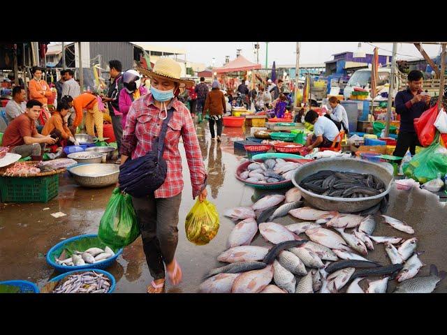 Cambodian Fish Market in Early Morning - Plenty Alive Fish, Dry Fish, Raw Shrimp, Seafood & More