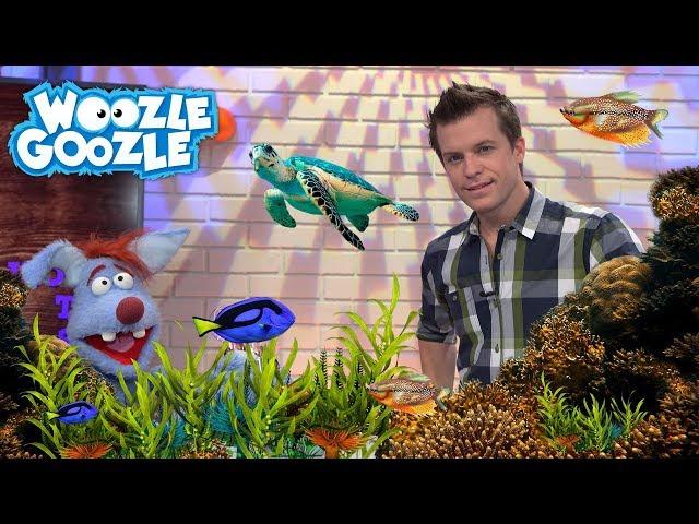 Wie entsteht ein Riff? I WOOZLE GOOZLE