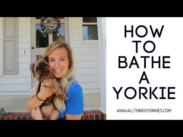 How to bathe a Yorkie