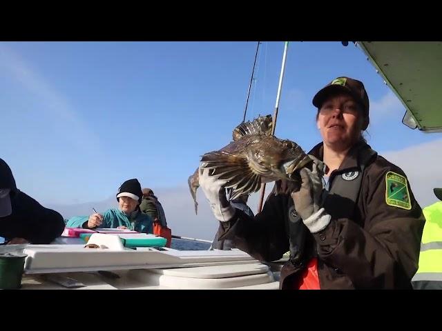Long version: Cape Falcon Marine Reserves hook-and-line survey with volunteer anglers, 2023.