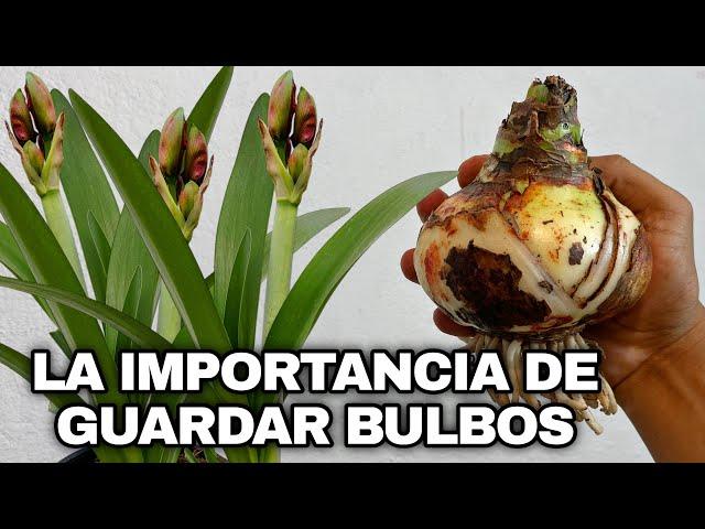 LA IMPORTANCIA DE GUARDAR LOS BULBOS Para HACER FLORECER AMARILIS o AZUCENAS (AMARYLLIS)