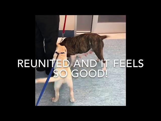 Rescue Pup Reunited with Mother