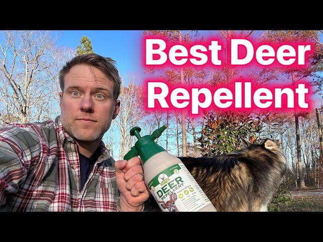 Best DEER REPELLENT for your Trees