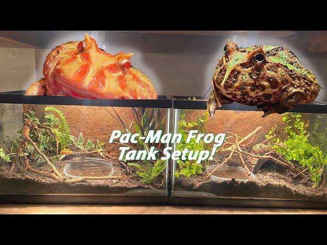 PacMan Frog Terrarium Builds