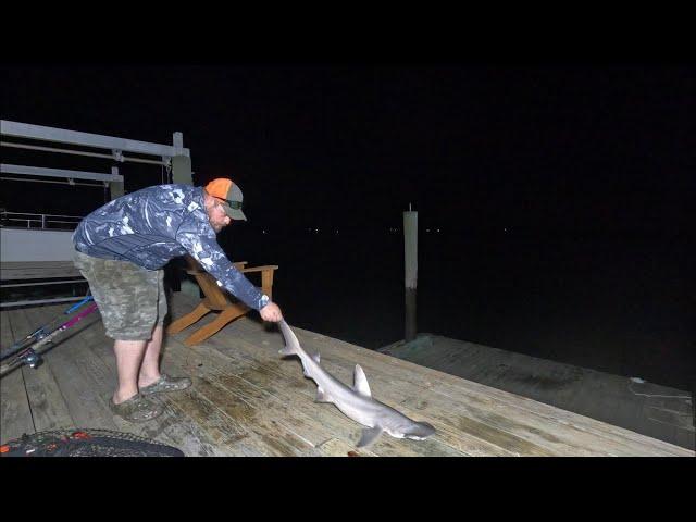 Can you Catch Sharks using Catfishing Gear?