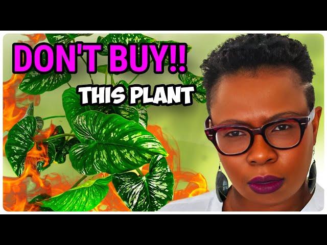 Why I Will Never Buy These Plants Again! 3 plants I REGRET buying