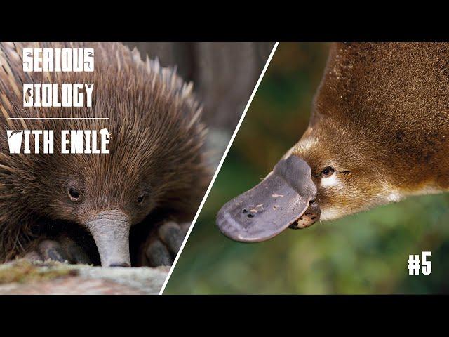 Platypus and echidna, egg-laying mammals - Serious Biology #5