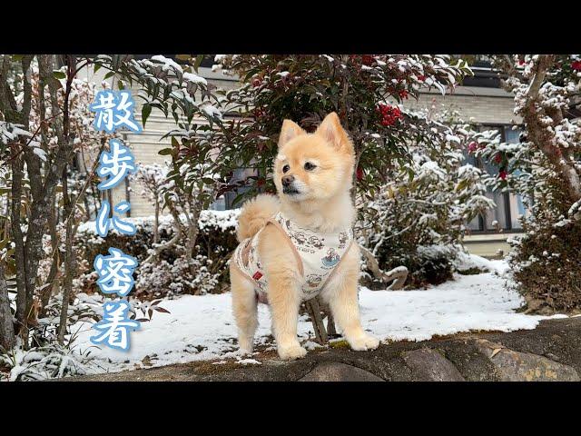 雪の日でも朝のお散歩は欠かせないポメラニアンのポメくん