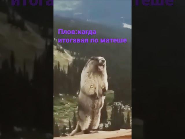 #бобр