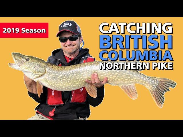 Rocky Mountain Northern Pike | Fish'n Canada