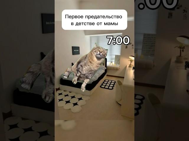 Для меня это жиза((( #котики #футажи #мем #cat #memes #кот #fyp