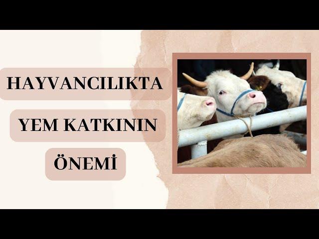 HAYVANCILIKTA YEM KATKI MADDELERİNİN BESLEMEDE ÖNEMİ  | VİTAMEL İLE VİTAMİN SAATİ