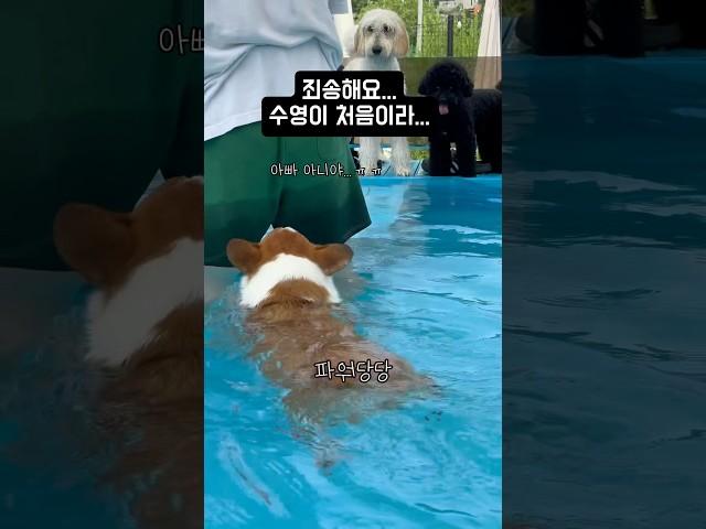 많이 놀라셨죠....? 저도 놀랐어요......#웰시코기 #분리불안 #강아지수영