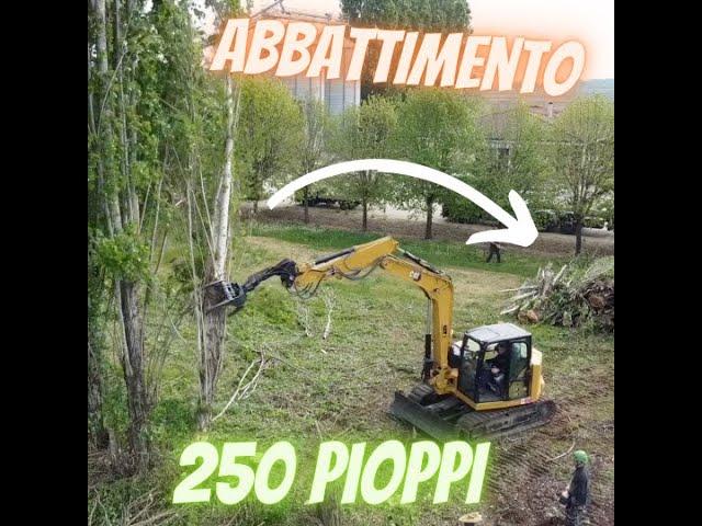 COME TAGLIARE VELOCEMENTE 250 PIANTE E CIPPARLE - FAST CUTTING OF PLANTS AND WOOD CHIPPING