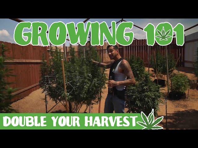 LH Growing 101 Ep.1 DOUBLE YOUR HARVEST