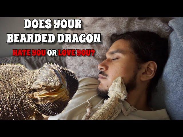 5 Signs Your Bearded Dragon Is Happy And Loves You! ** WATCH THIS BEFORE GETTING A BEARDED DRAGON**