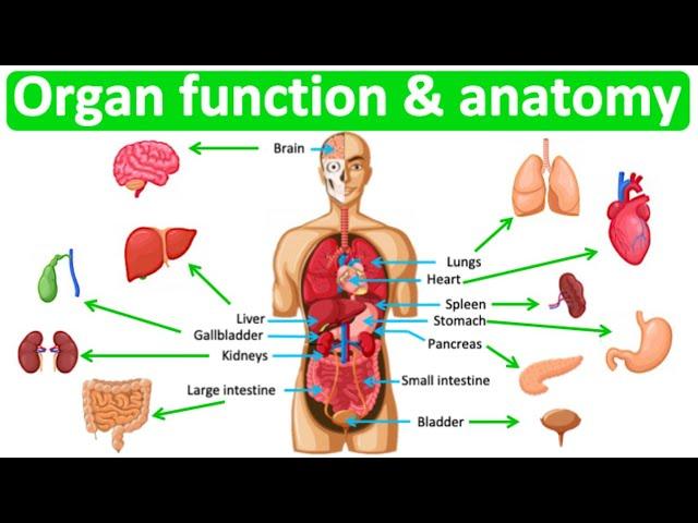 Major organ functions & anatomy | Quick & easy learning video