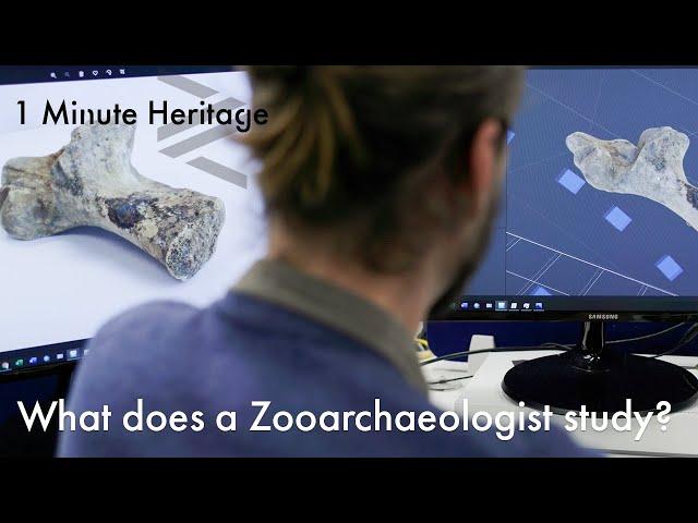 What does a zooarchaeologist study? - 1 Minute Heritage