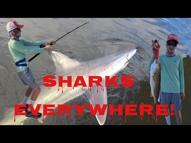 Sharks in Ochlockonee bay!  #shark #blackdrum #florida