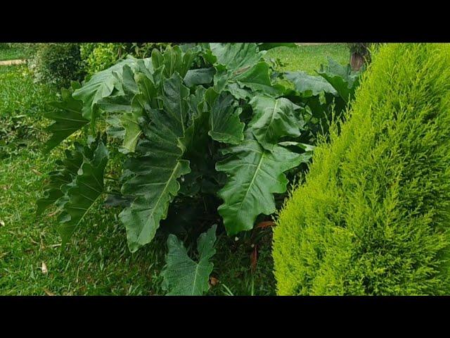 Depois da CHUVA essas PLANTAS ficam LINDAS| Admirando a natureza