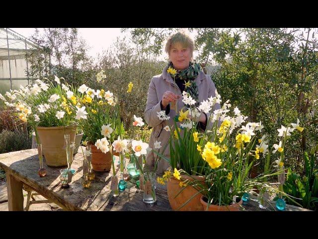 Sarah's Favourite Narcissi Varieties