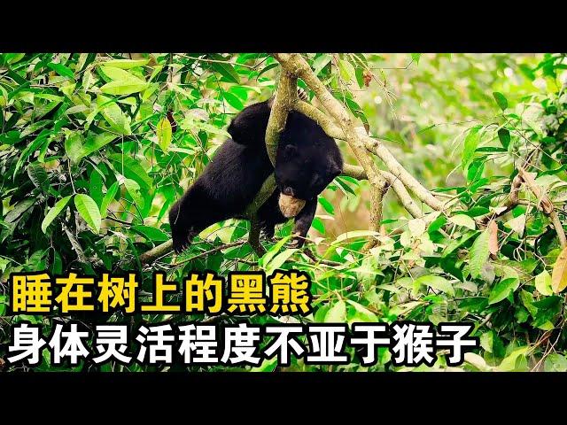 體型笨重的馬來熊，卻能像鳥一樣在樹上搭窩 #動物世界 #自然紀錄片 #動物科普#動物世界 #動物科普 #科普 #搞笑 #monkey #seal #wildlife #推薦