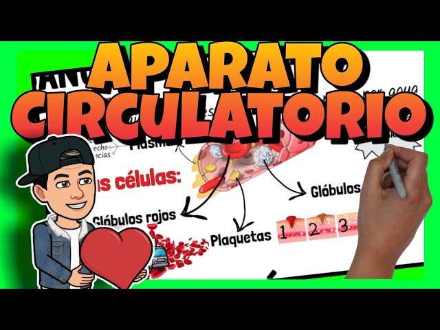 ️ El APARATO CIRCULATORIO para niños | Vídeo educativo