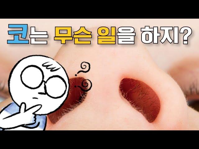 어린이과학 | 코 | 코는 무슨 일을 하지? | 과학호기심 | 탐구 | 생물 |  질문에 빠진 안다씨의 과학이야기