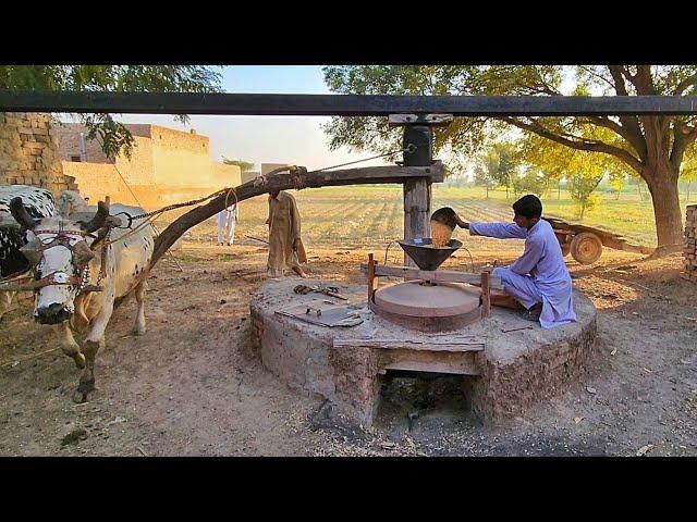 Old Technology of Stone Flourmill | Bull Powered Flour Mill | Cold Pressed Wheat Flouring