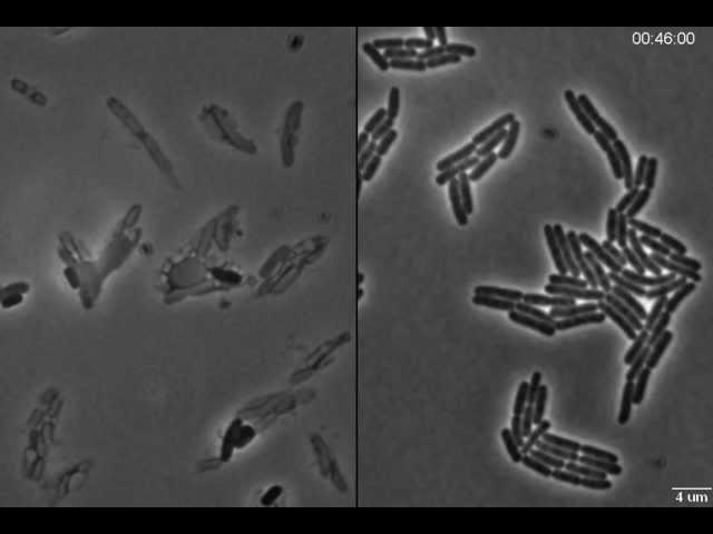 Exploding bacteria with penicillin