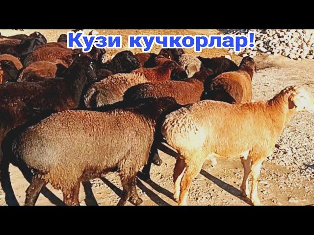 Кузи кучкорлар!