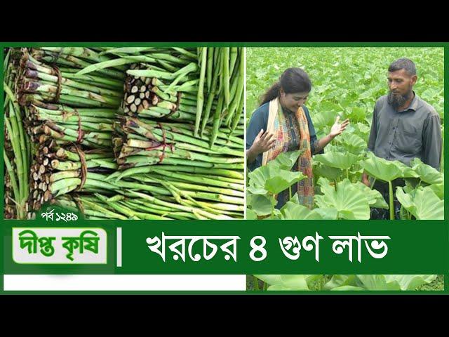 মধ্যপ্রাচ্যে যাচ্ছে কুমিল্লার লতিরাজ কচু | Deepto Krishi | Ep 1249