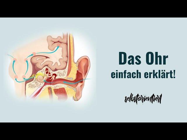 Anatomie & Physiologie des Ohrs einfach erklärt! - Aufbau | Krankheiten | Hörbahn | Medizin | Auris