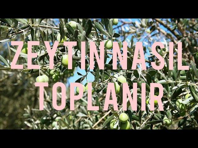 Zeytin nasıl toplanır. (Ayrıntılı)