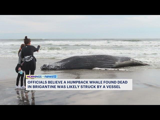 Officials: Whale found dead in Brigantine likely struck by vessel