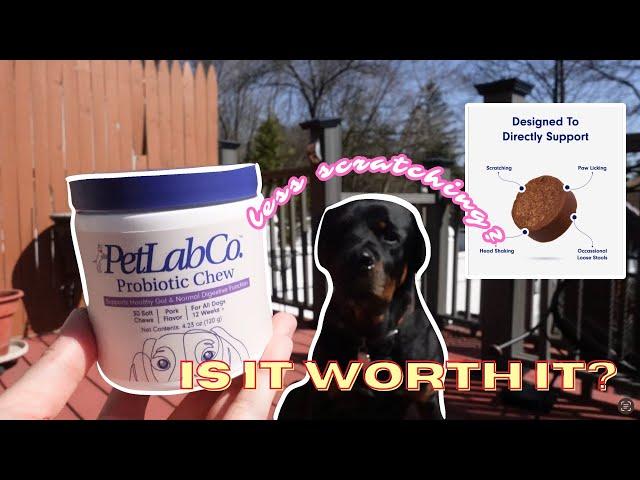 Zeke Wouldn't Stop Scratching Until We Tried This | PetLab Co.’s Probiotic Chews Honest Review