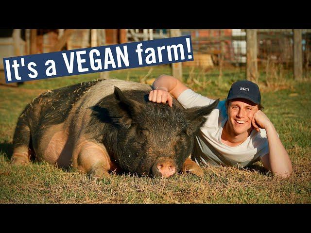 NOT YOUR AVERAGE TEXAS RANCH - It's a VEGAN Farm!