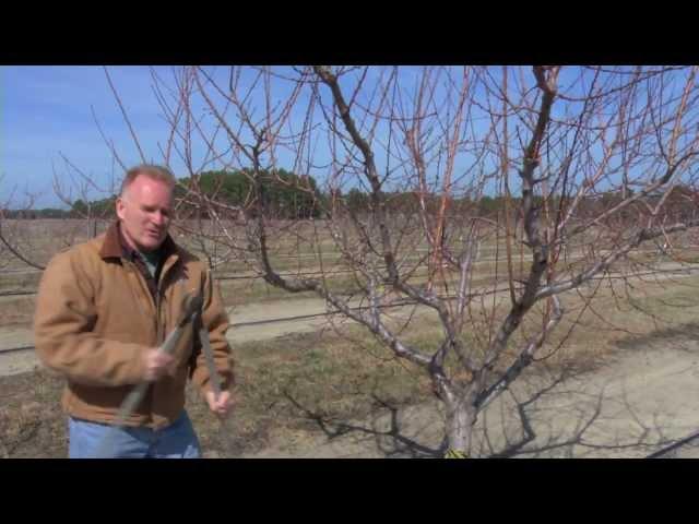 Pruning a Mature Peach Tree