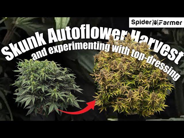 How I Grow E23- Top-Dressing to Harvest - Skunk Autoflower in Gaia Green - Spiderfarmer SF4000 Kit