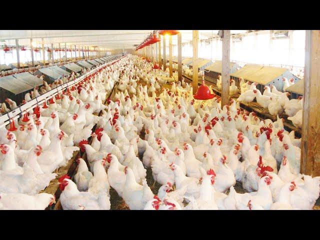 How 520 Million Chickens Are Raised By American Farmers - Chicken Farming