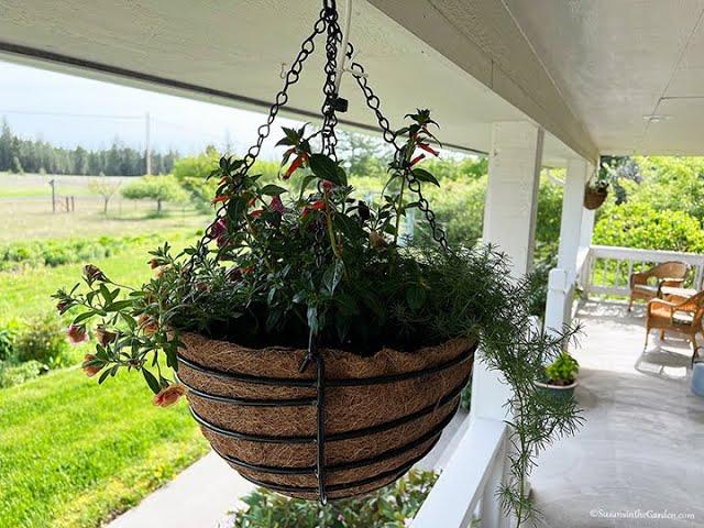 How to Plant Containers (2024) #19