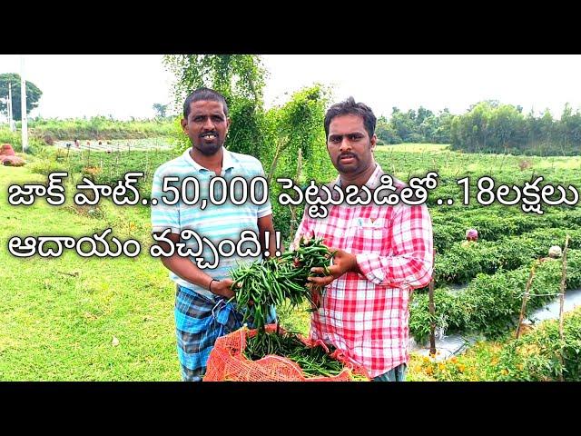 పచ్చి మిరప సాగు చేసే విధానం వివరణ// Green chilli farming explanation..