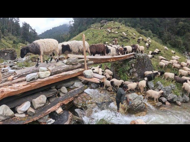 This Sheep Shepherd Life  || Sheep crossing the raw bridge  || Real Nepali Sheep Shepherd Life ||