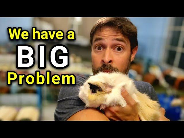 Big Problem Facing Guinea Pig Community!