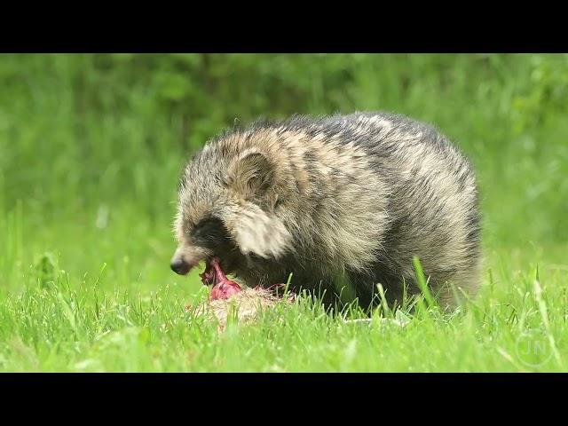 Common raccoon dog Nyctereutes procyonoides eats flesh of dead Lepus europaeus European hare